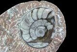 Fossil Goniatite & Orthoceras Display #77196-1